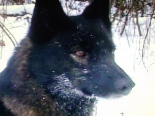 кросавец