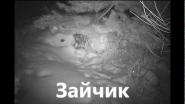 ЗАЙЧИК