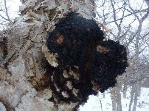 Будет чаек хороший и полезный... 