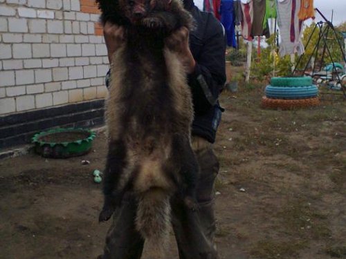 хорош!