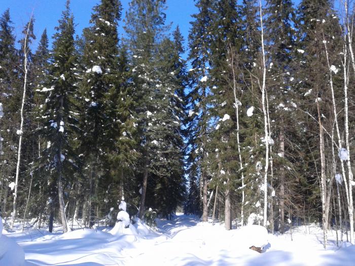 прогулка по лесу  1