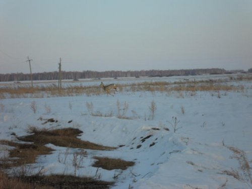пришла в деревню