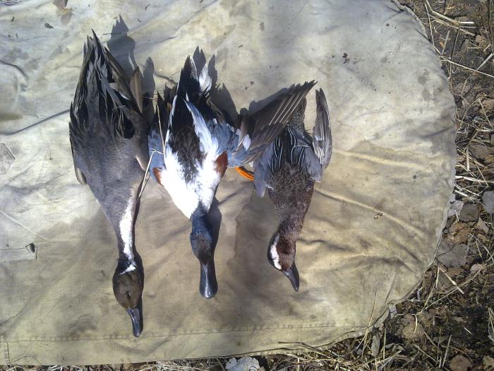 Шилка соксун и чирок