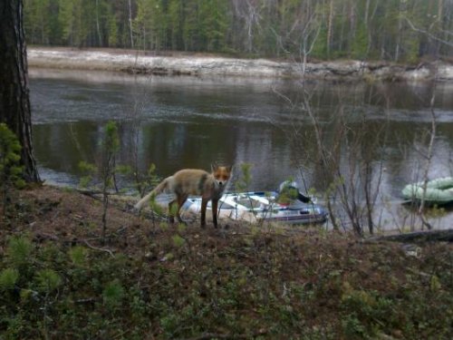 Сторож уже встречает