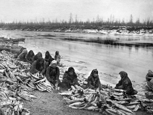  Женщины-юкагирки связывают омулей, чтобы затем разделить  весь улов поровну между семьями стойбища. Р. Ясачная