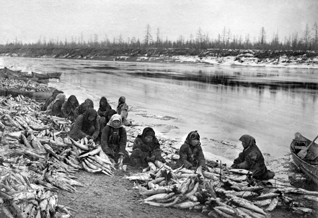  Женщины-юкагирки связывают омулей, чтобы затем разделить  весь улов поровну между семьями стойбища. Р. Ясачная
