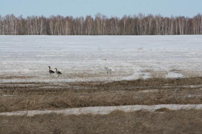Прогуливает.