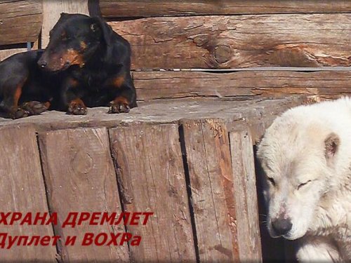 Охрана дремлет