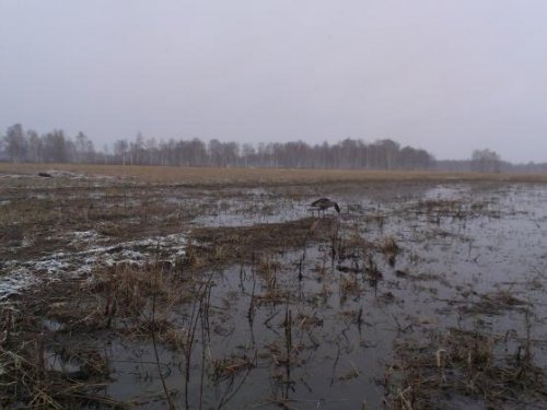 Гусик на кормёшке