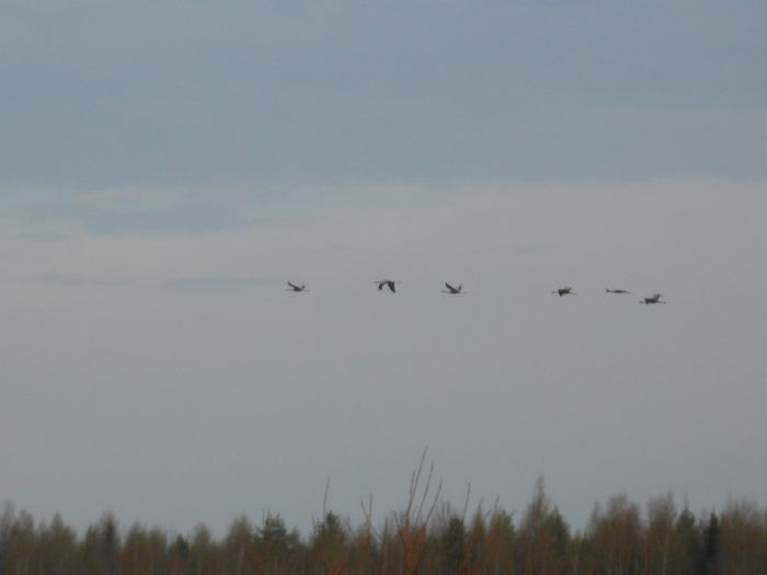 Журавли