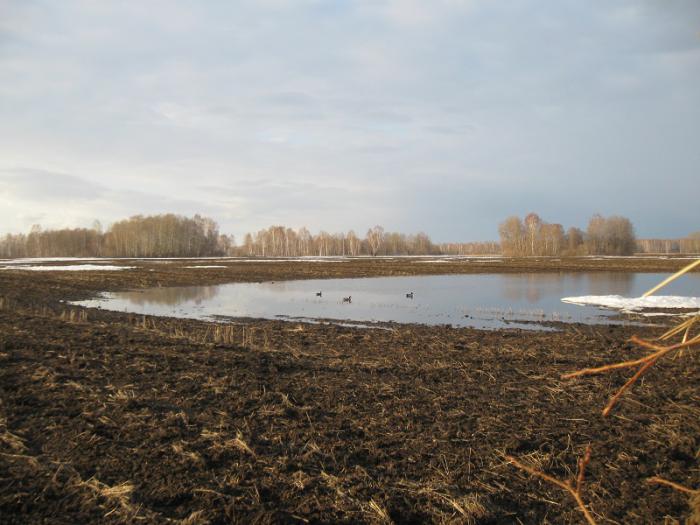 Кряковая