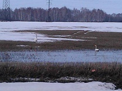 10.04 дорога на Толмачево