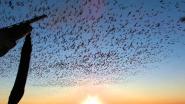 Feb Goose 2012 Hunt