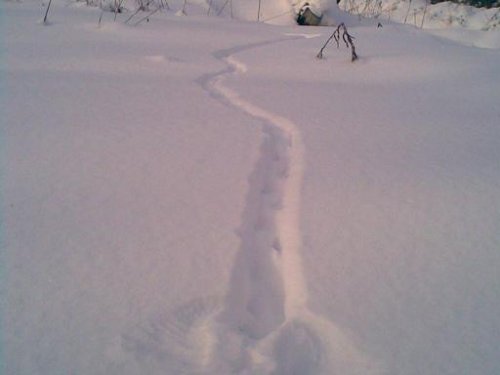 Там на неведомых дорожках…