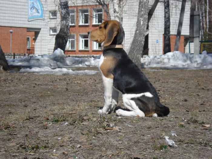 Позирует.