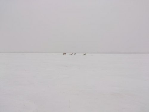 Косули