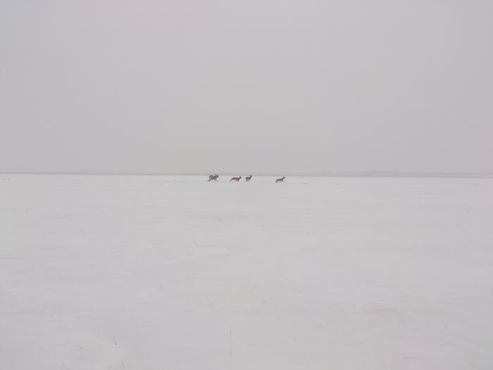 Косули