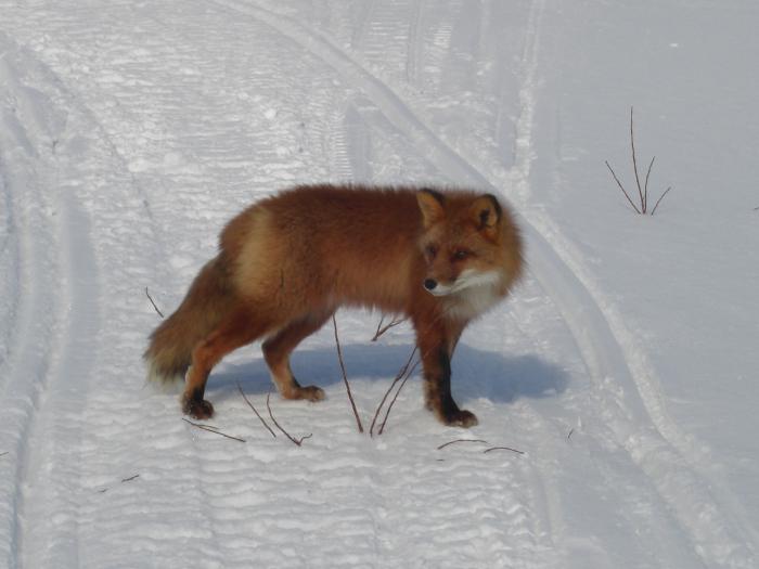 небояка