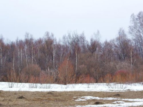 Весенний лес.
