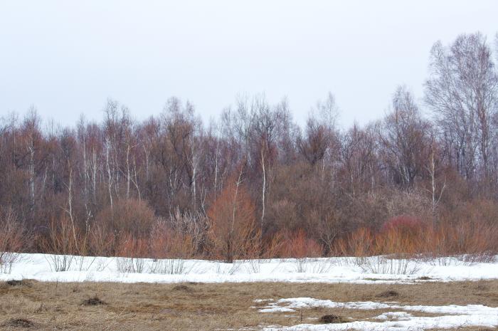 Весенний лес.