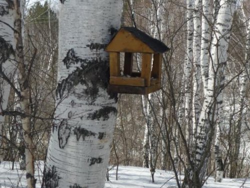 Подкормил птичек на даче....