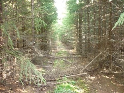 посадки  ЛЕСПРОМХОЗА