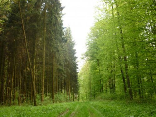 Границы перспективы.