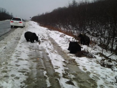 Три медведя