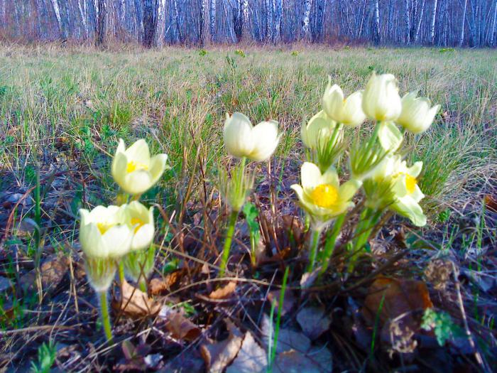 Подснежники.