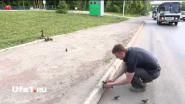 Пробка из-за утки