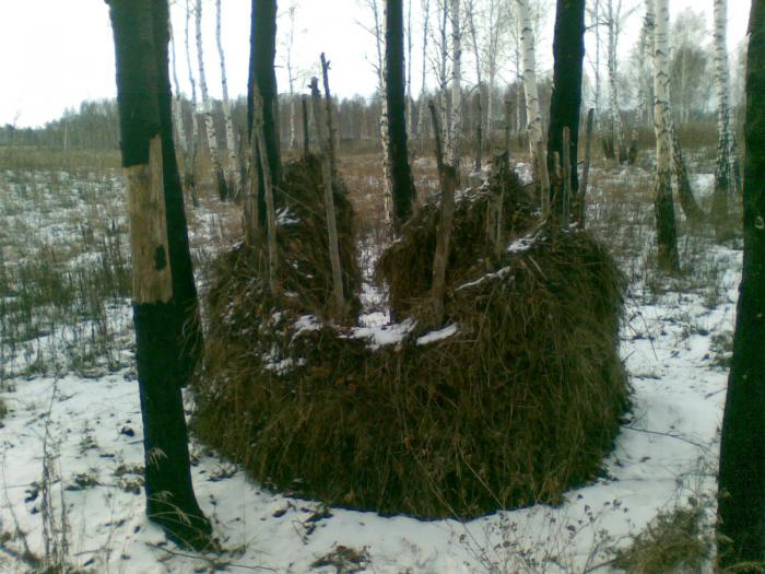 Снежный "Ток..."