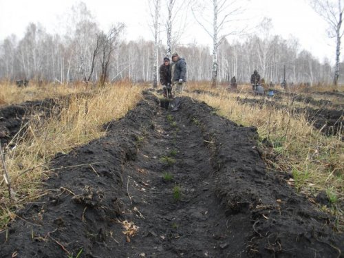 Посадка хвойных сеянцев на вырубках.