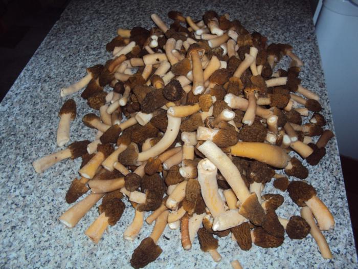 Весенние грибочки