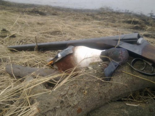 Пятый вид добытого селезня в 2013 году.
