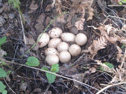 тетеревиная кладка