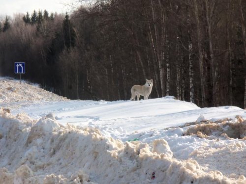 Искал пропитание у дороги. У Архангельска.