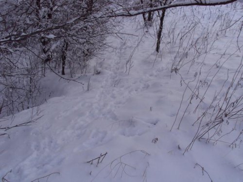 На русака из засидки.