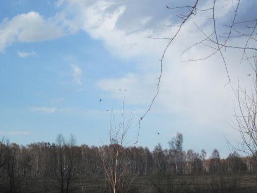 Перед охотой