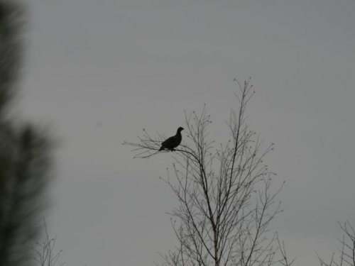 косач