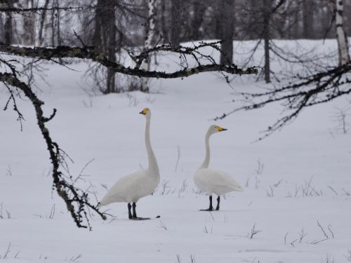 Лесные птицы)))