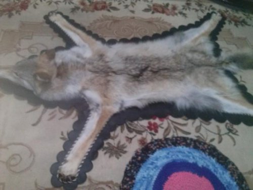 Волчек