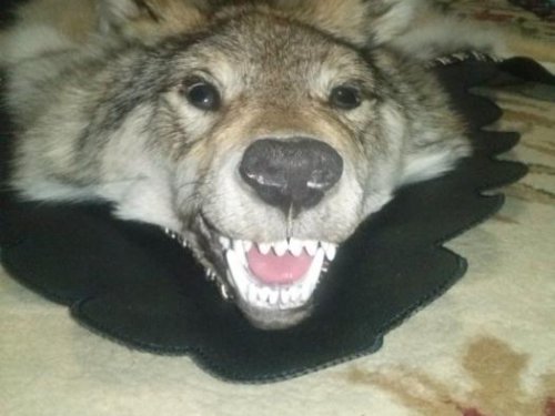 Волчёк