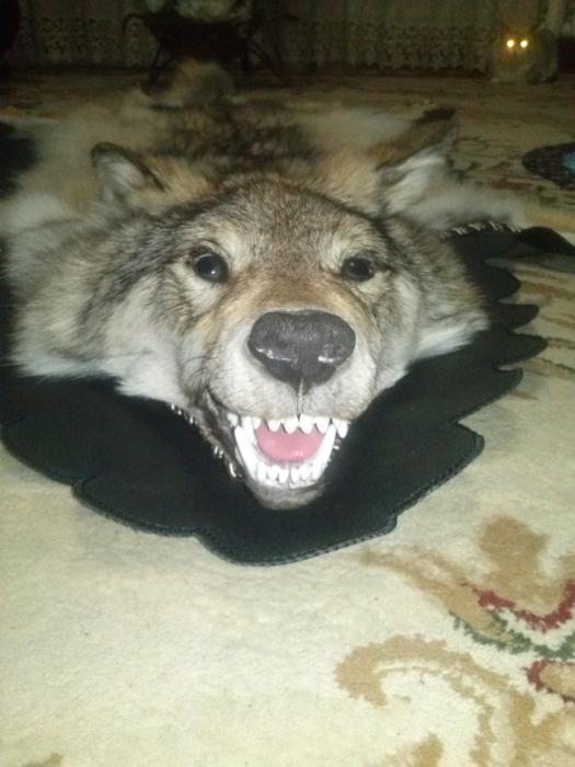 Волчёк