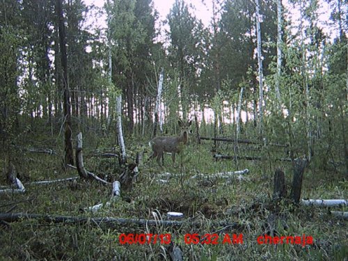 Козлик на новом солонце
