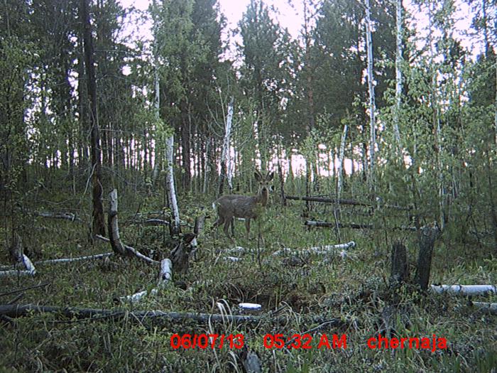 Козлик на новом солонце