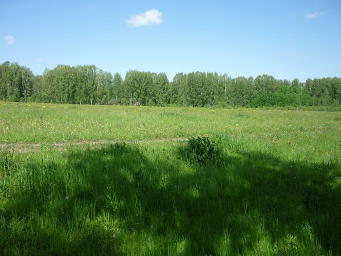 Летний лес.... с голубым небом ..... Красота.....