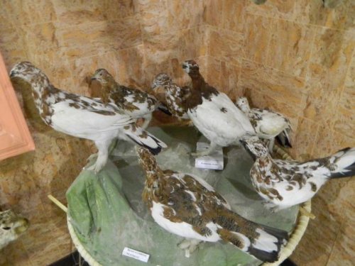 белые куропатки 