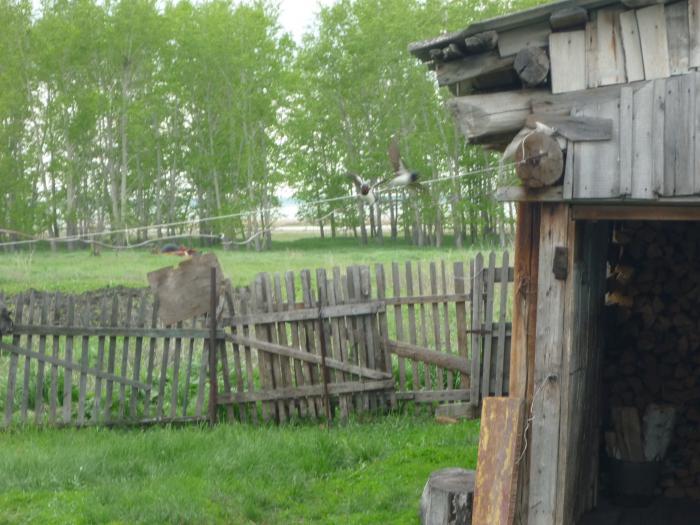 А вот и сами виновники сего гнёздышка))