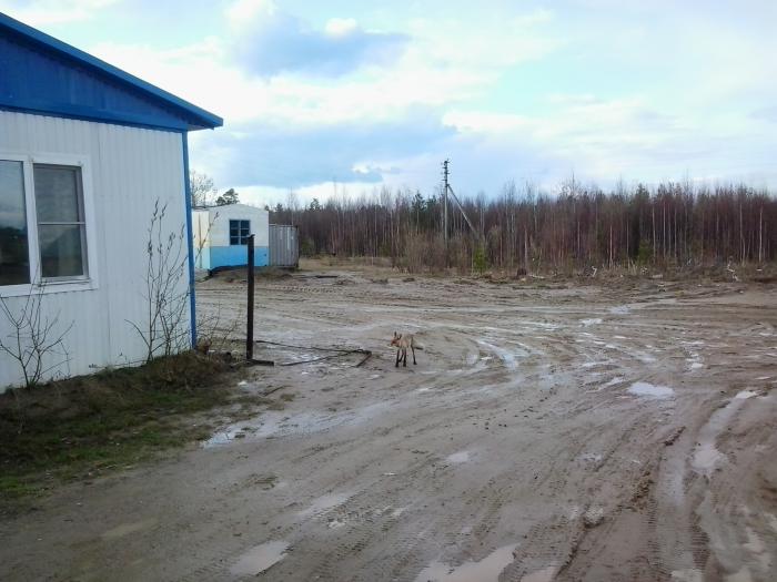 К столовке подхарчиться пришла плутовка