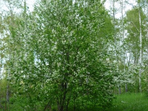Вот такая вот черёмуха в лесу...